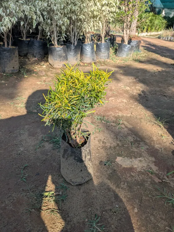 Chironji_Croton_Ornamental_Foliage_Plant_for_Home_Gardens
