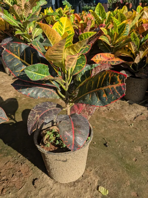 Croton_Ornamental_Foliage_Plant_for_Home_Gardens