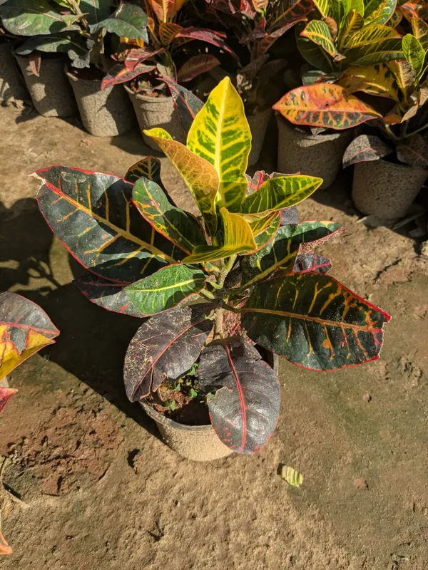 Croton_Ornamental_Foliage_Plant_for_Home_Gardens