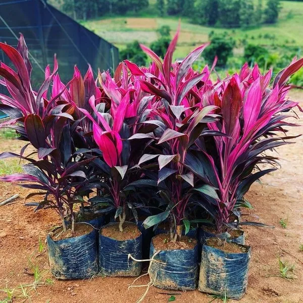 Dracaena_Air_Purifying_Indoor_Plant_for_Homes
