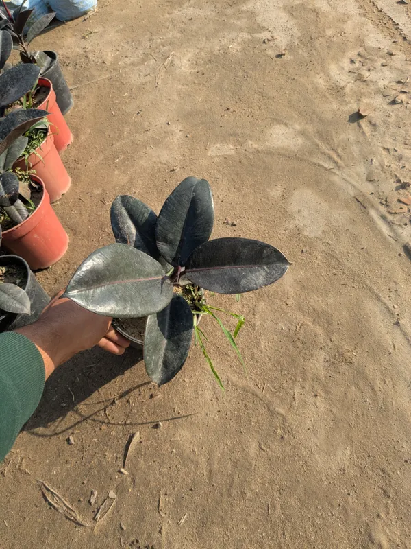 Rubber_Plant_Ficus_Elastica_-Dark_Green_Foliage_Indoor,Outdoor_Plant