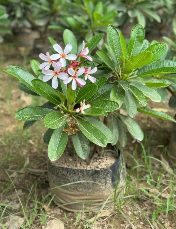 Golden_Champa_Premium_Plant