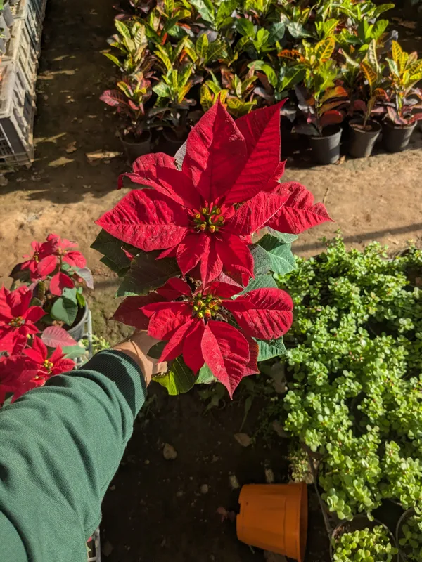 Red_Poinsettia_Plant_In_Black_Pot