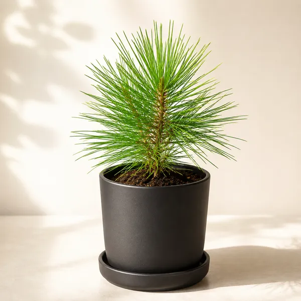 Pine_dwarf_plant_best_office_plant