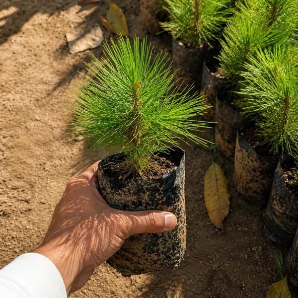 Pine_dwarf_plant_best_office_plant