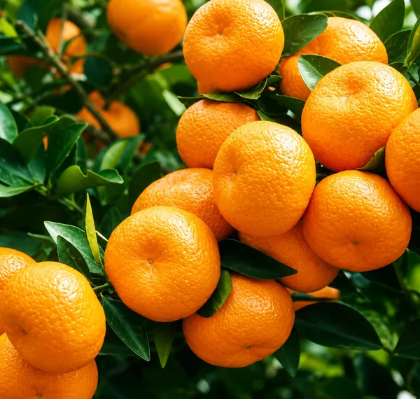 Honey_orange_(Nanfengmiju_)_Chinese_mini_orange_variety_imported_and_grafted_for_every_type_of_climate