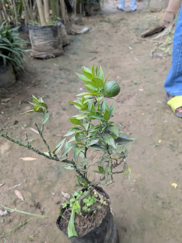 Honey_orange_(Nanfengmiju_)_Chinese_mini_orange_variety_imported_and_grafted_for_every_type_of_climate