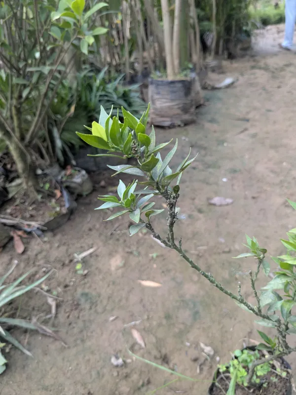 Honey_orange_(Nanfengmiju_)_Chinese_mini_orange_variety_imported_and_grafted_for_every_type_of_climate