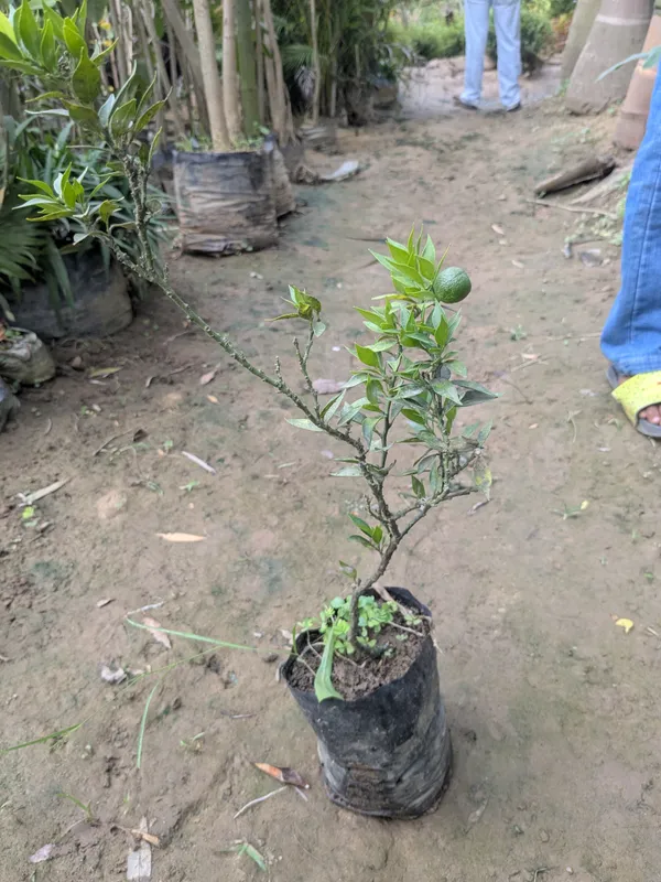 Honey_orange_(Nanfengmiju_)_Chinese_mini_orange_variety_imported_and_grafted_for_every_type_of_climate