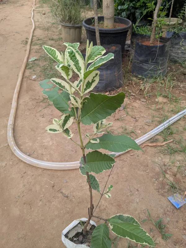 Honeymoon_guava_grafted_plant_(variegated_guava)_thai_watermelon_guava_plant__unique_viral_variety