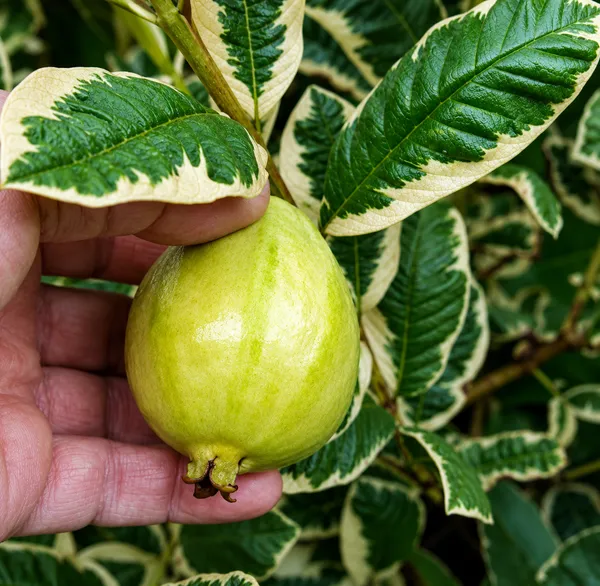 Honeymoon_guava_grafted_plant_(variegated_guava)_thai_watermelon_guava_plant__unique_viral_variety