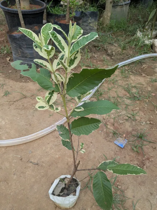 Honeymoon_guava_grafted_plant_(variegated_guava)_thai_watermelon_guava_plant__unique_viral_variety