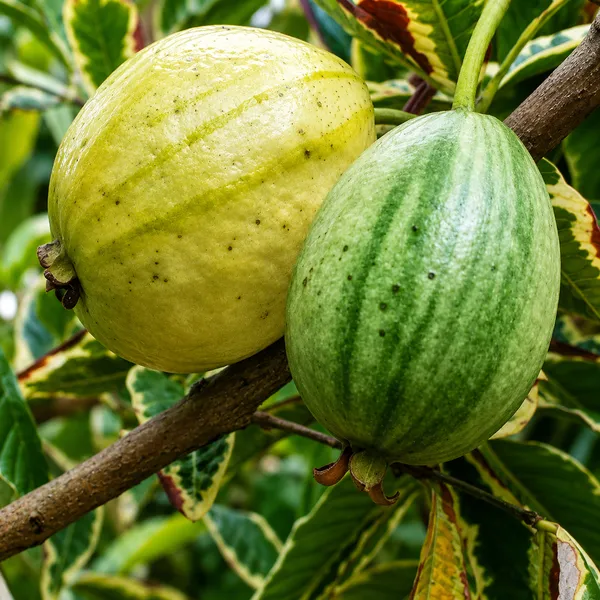 Honeymoon_guava_grafted_plant_(variegated_guava)_thai_watermelon_guava_plant__unique_viral_variety