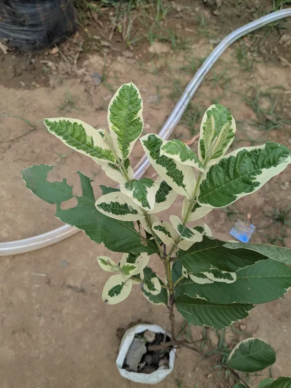 Honeymoon_guava_grafted_plant_(variegated_guava)_thai_watermelon_guava_plant__unique_viral_variety