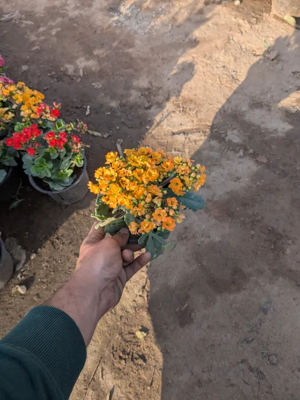 Pack_of_3_Ixora_And_Fresh_Orange_Kalanchoe_Flowering_Plant_With_Green_Foliage_And_Hibiscus_Calcutta_Variety_Yellow_Color
