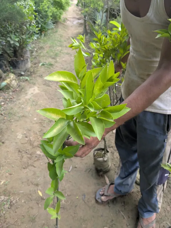 Imperial_mandarin_orange_plant_all_time_orange_plant_12_month_fruiting_orange