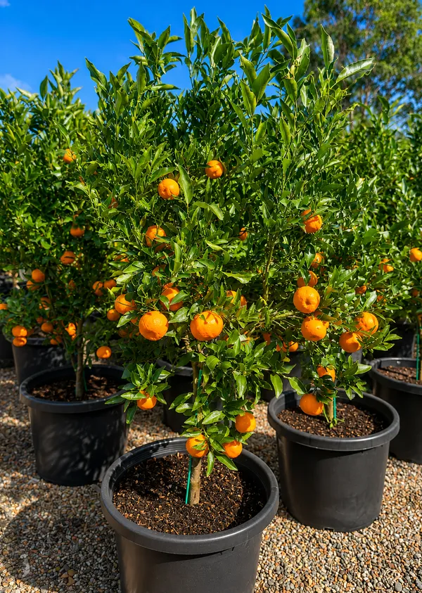 Imperial_mandarin_orange_plant_all_time_orange_plant_12_month_fruiting_orange