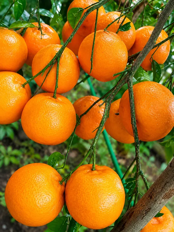 Imperial_mandarin_orange_plant_all_time_orange_plant_12_month_fruiting_orange