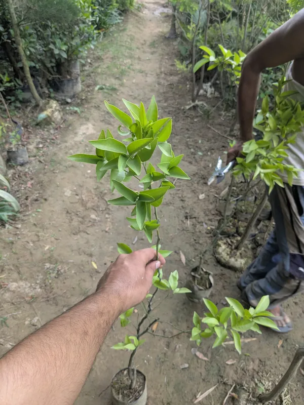 Imperial_mandarin_orange_plant_all_time_orange_plant_12_month_fruiting_orange
