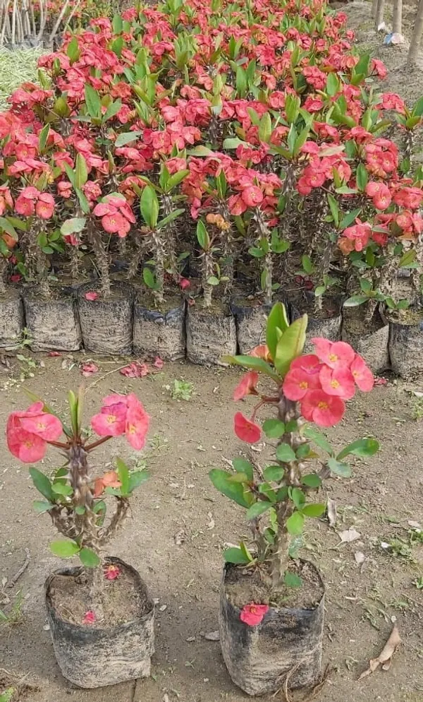 Crown_Of_Thorns_Euphorbia_Milii_-_Live_Flowering_Plant_With_Pink_Blooms