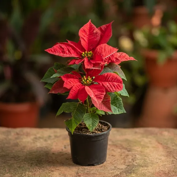 Red_Poinsettia_Plant_In_Black_Pot