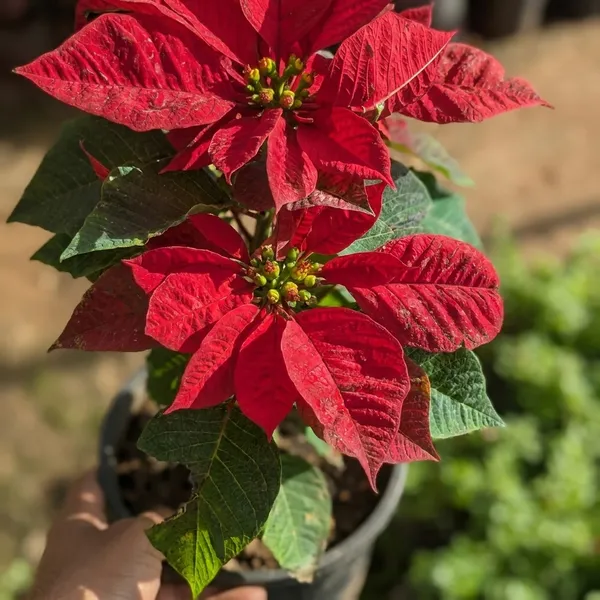Red_Poinsettia_Plant_In_Black_Pot