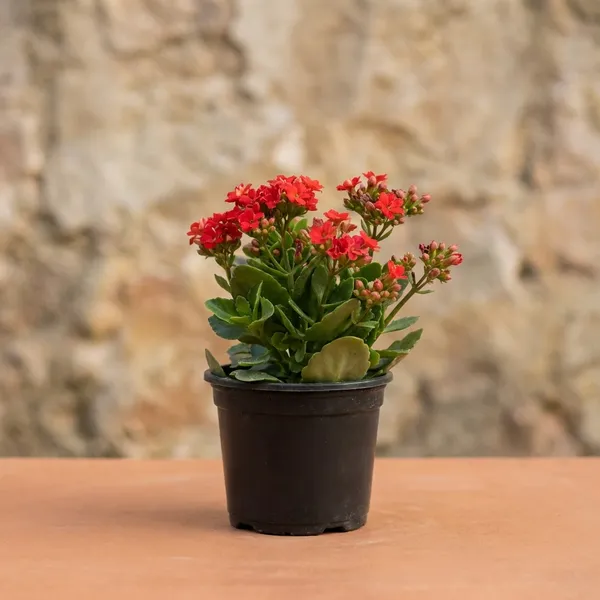 Kalanchoe__Widow's-thrill._Red_Flowering_Plant_In_Pot_-_Small_Decorative_Outdoor_Garden_Plant