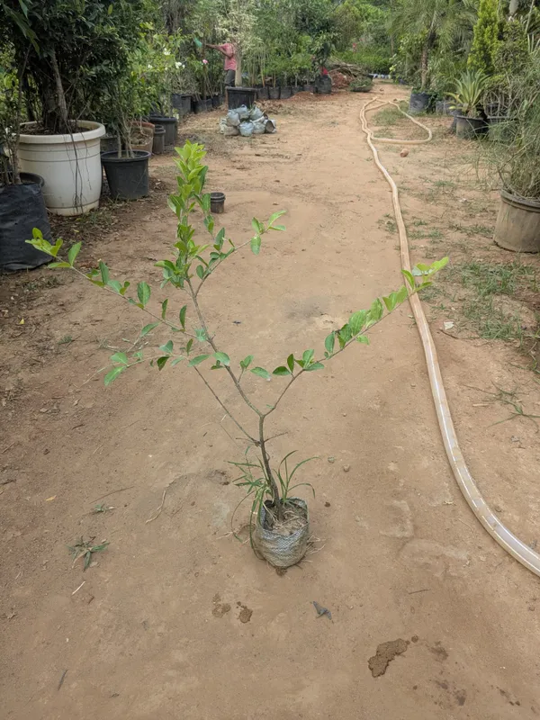 Kakkronda_,Karonda,Carissa_carandas_grafted_plant_best_fruits_heavy_fruting_plant_in_nursery_bag