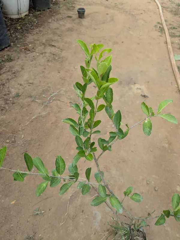 Kakkronda_,Karonda,Carissa_carandas_grafted_plant_best_fruits_heavy_fruting_plant_in_nursery_bag