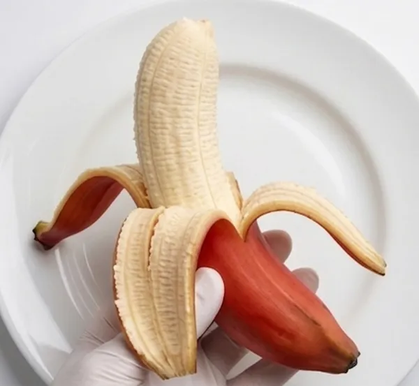 Kerela_Red_banana_plant_amazing_variety_high_quality_red_banana_producing_plant_seedless_banana.