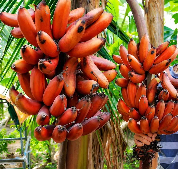 Kerela_Red_banana_plant_amazing_variety_high_quality_red_banana_producing_plant_seedless_banana.
