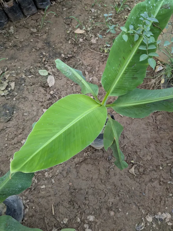 Kerela_Red_banana_plant_amazing_variety_high_quality_red_banana_producing_plant_seedless_banana.