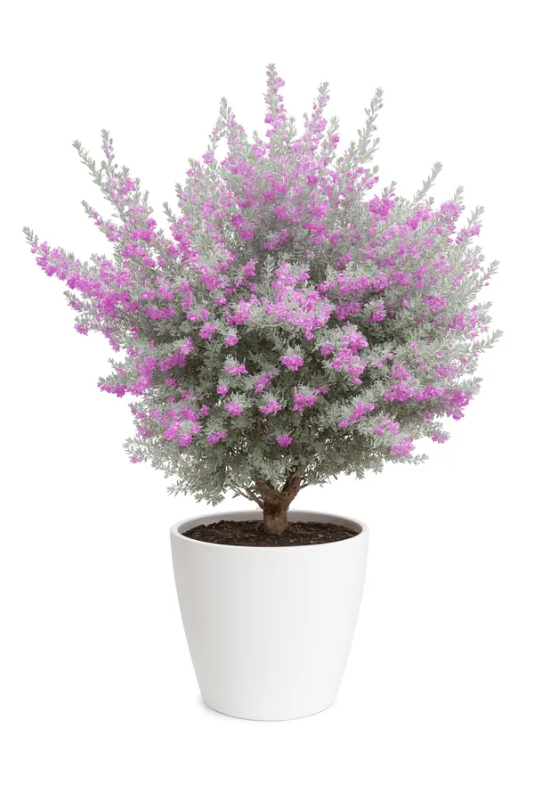 Pack_of_3_Morpankhi_And_Dwarf_Murraya_And_Leucophyllum_Best_Flowering_Plant