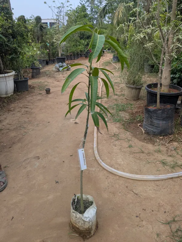 Miyazaki_mango_grafted_plant_fruiting_from_next_year_._miyazaki_aam_ka_podha