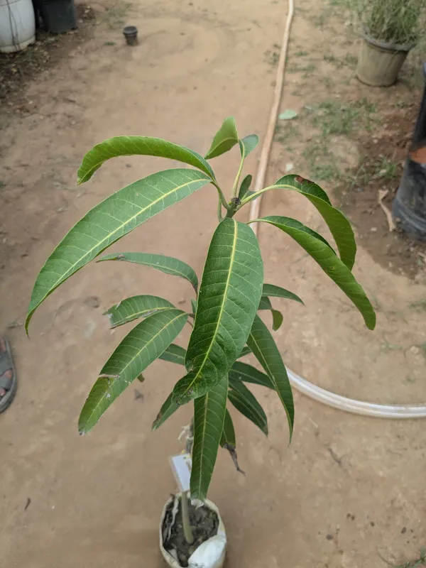 Miyazaki_mango_grafted_plant_fruiting_from_next_year_._miyazaki_aam_ka_podha