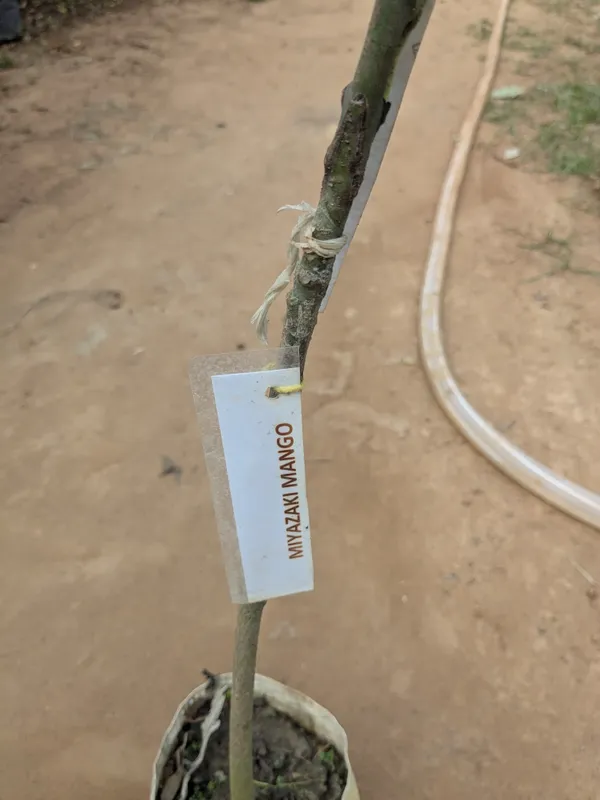 Miyazaki_mango_grafted_plant_fruiting_from_next_year_._miyazaki_aam_ka_podha