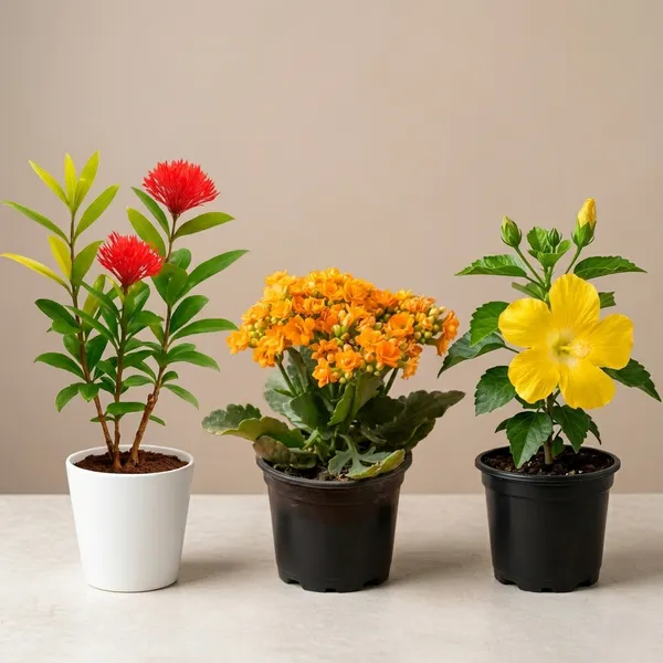 Pack_of_3_Ixora_And_Fresh_Orange_Kalanchoe_Flowering_Plant_With_Green_Foliage_And_Hibiscus_Calcutta_Variety_Yellow_Color