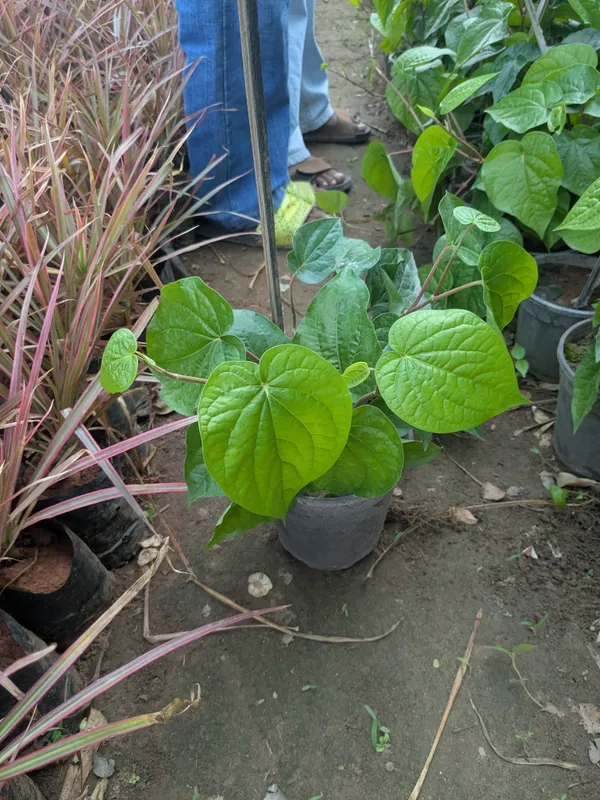 Paan(betel_Leaf_)_plant_and_creeper