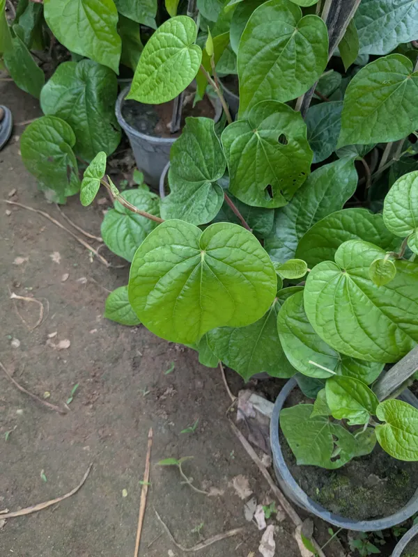 Paan(betel_Leaf_)_plant_and_creeper