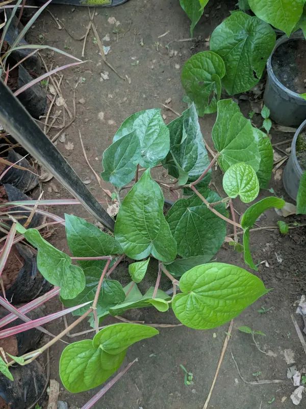 Paan(betel_Leaf_)_plant_and_creeper