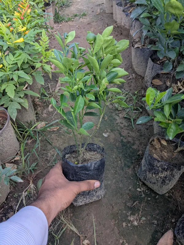 Pakistani_Lemon_Tree_–_High_Yield_Citrus_Live_Plant