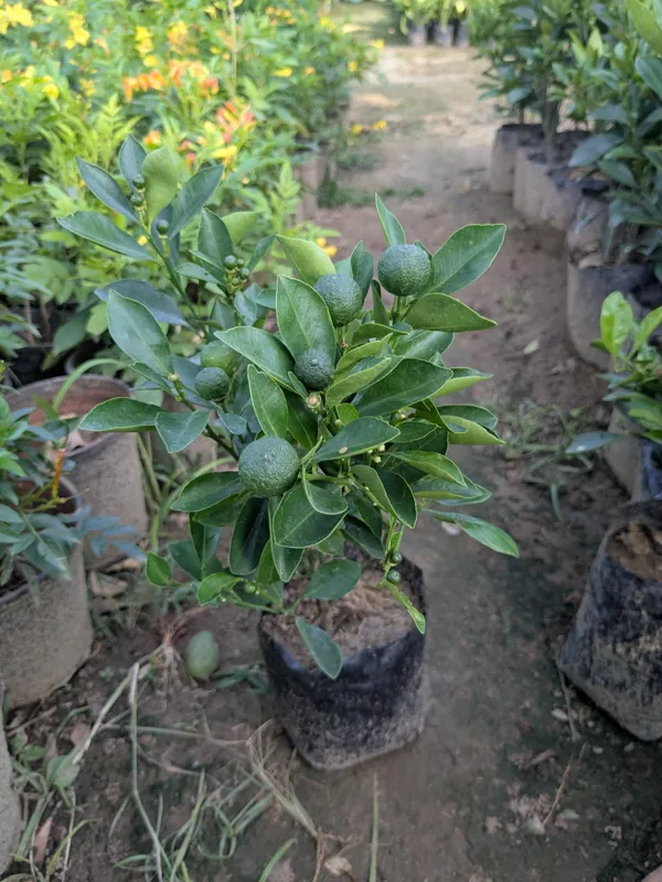 Pakistani_Lemon_Tree_–_High_Yield_Citrus_Live_Plant