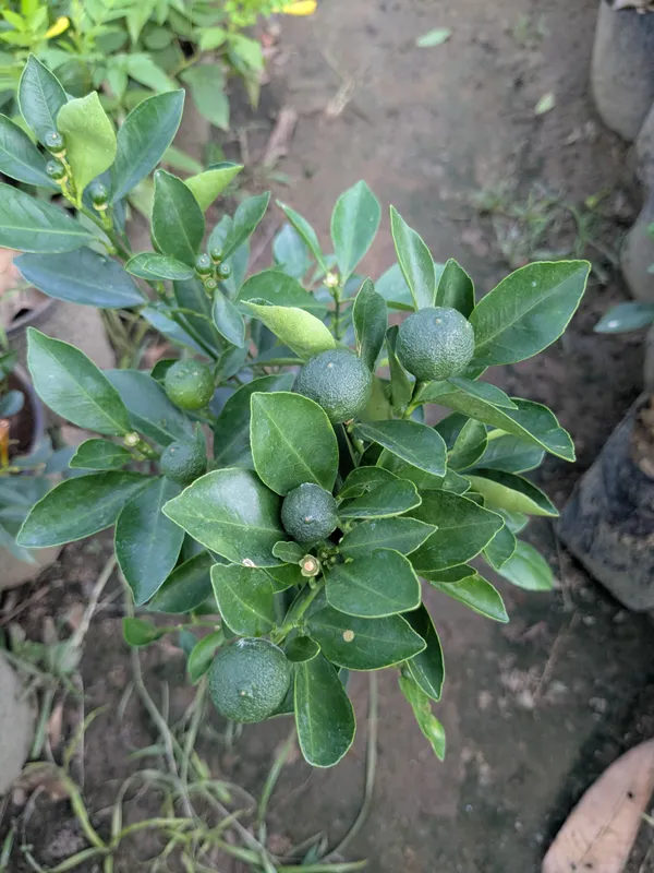 Pakistani_Lemon_Tree_–_High_Yield_Citrus_Live_Plant