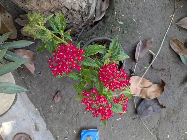 Pentas_lanceolata_plant