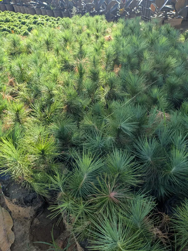 Pine_dwarf_plant_best_office_plant