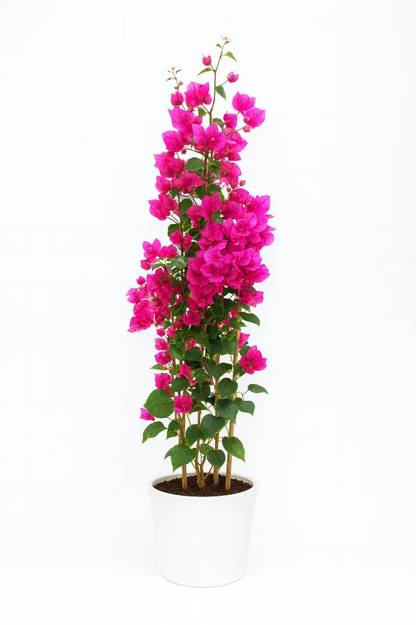 Pack_of_3_Bougainville_Flowering_Plant_Creeper_And_Pink_Bougainville_Red_Flowers