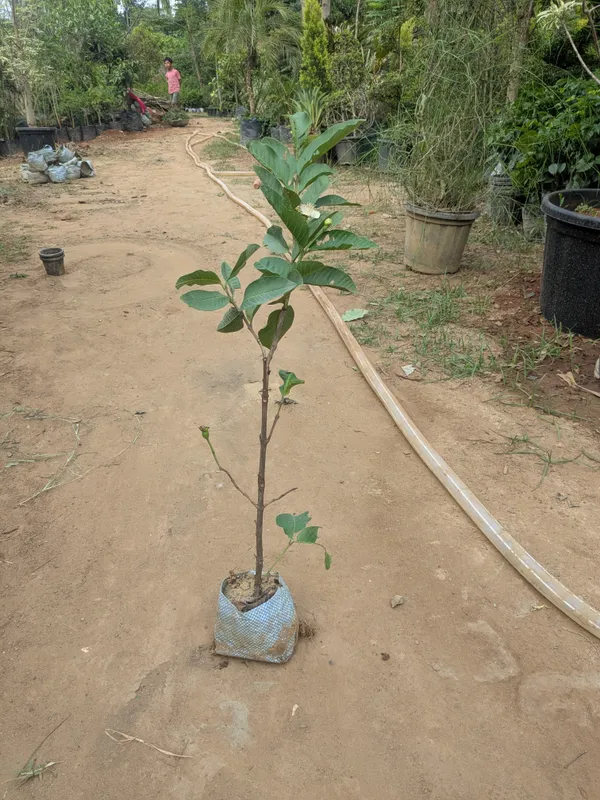 Pink_taiwan_guava_grafted_plant_heavy_fruiting_plant_of_amrood__(premium_variety)