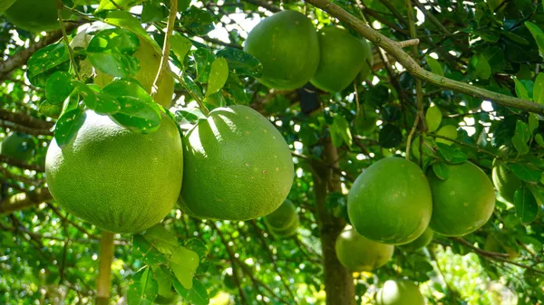 Pomelo_chakotra_Viral_variety_fruits_even_on_small_plant