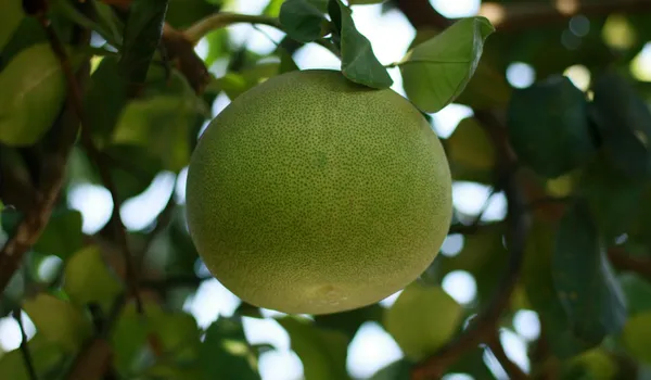 Pomelo_chakotra_Viral_variety_fruits_even_on_small_plant