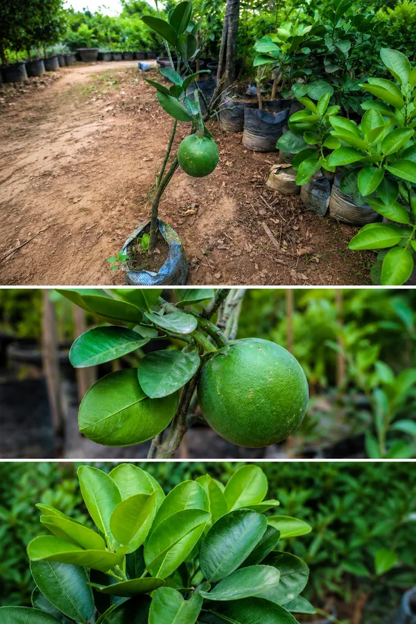 Pomelo_chakotra_Viral_variety_fruits_even_on_small_plant